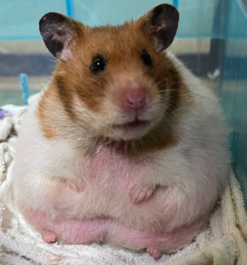 ともがゆく